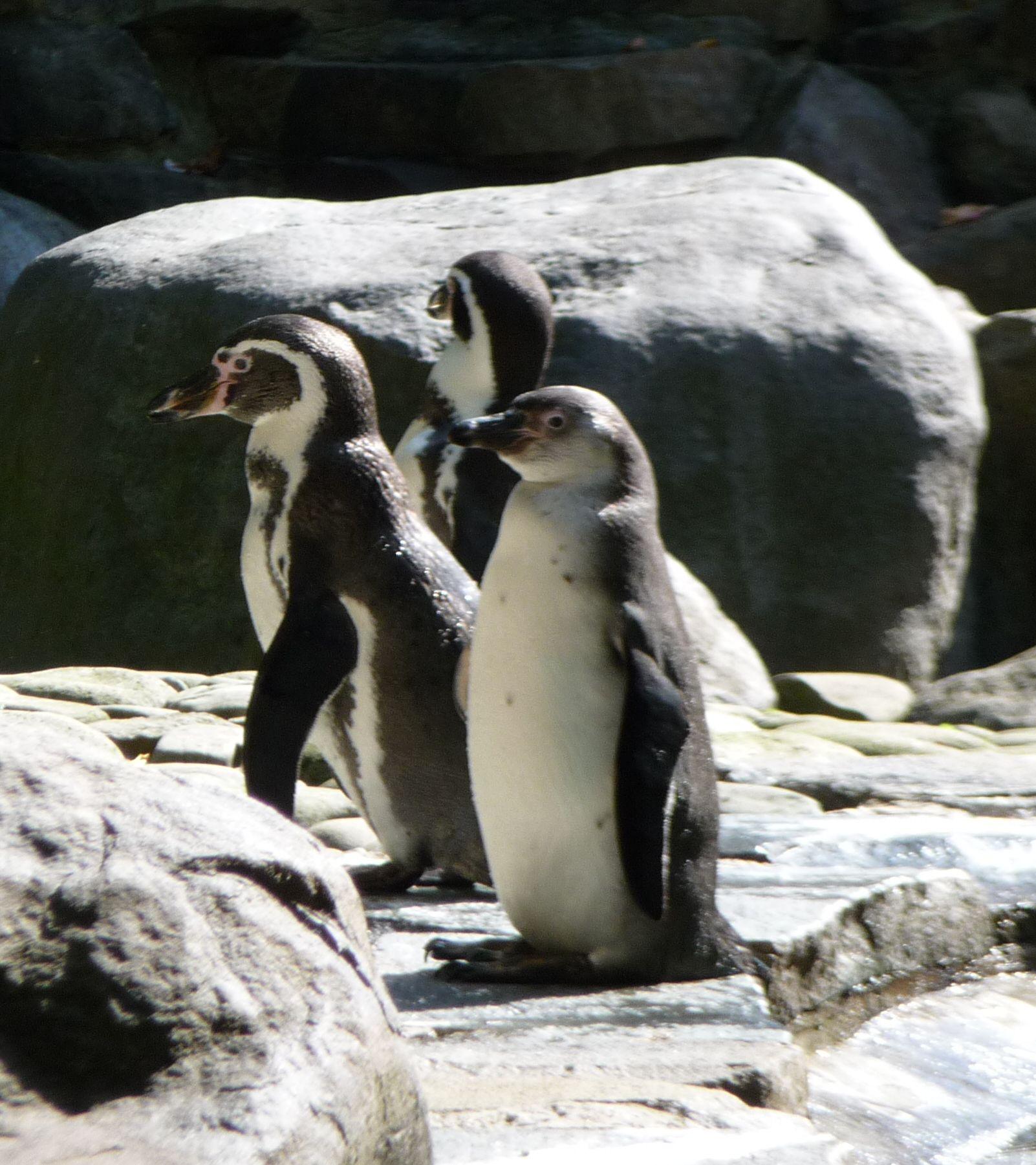 Fotky: Tu���k humboldt�v (foto, obrazky)