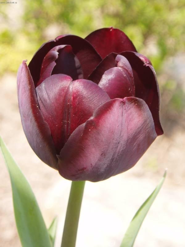 Foto: Tulip�n-Pestitelka: Mayda