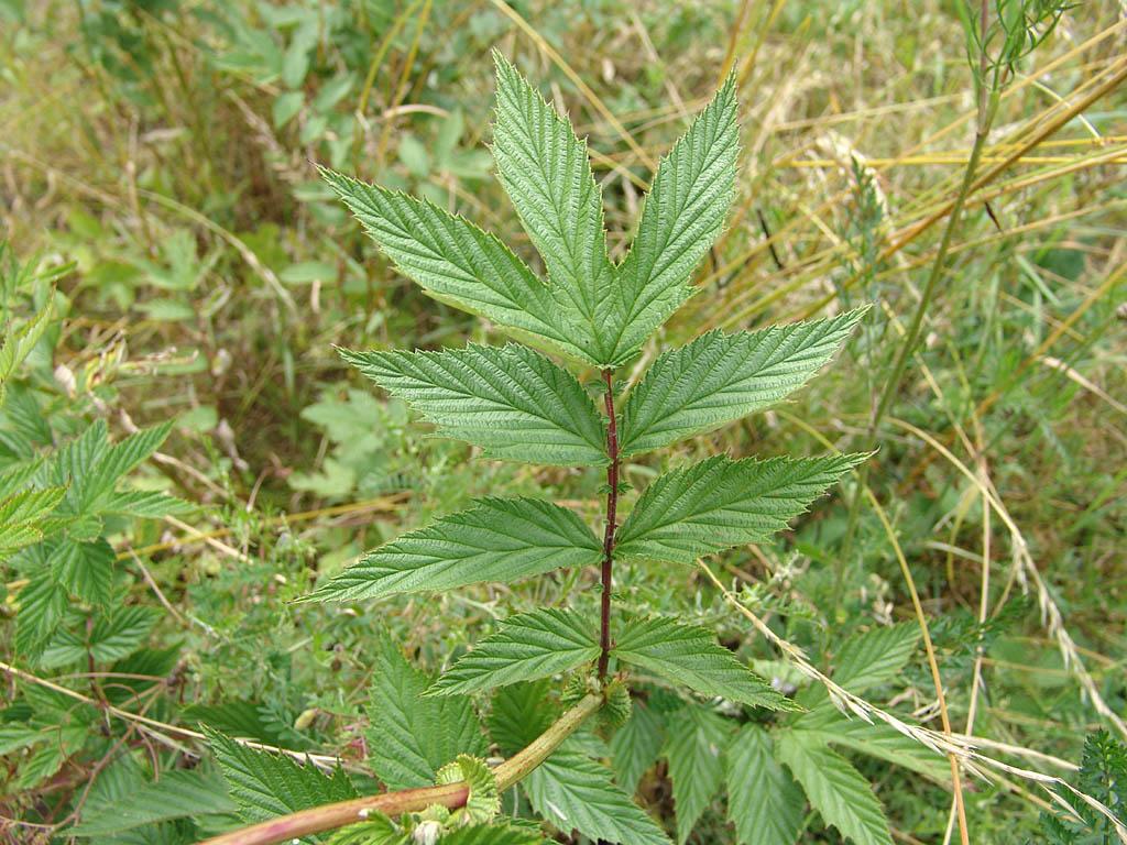 Fotky: Tu�ebn�k Jilmov� (foto, obrazky)