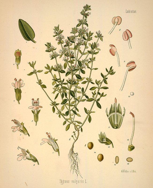 Foto: Tymi�n Obecn�