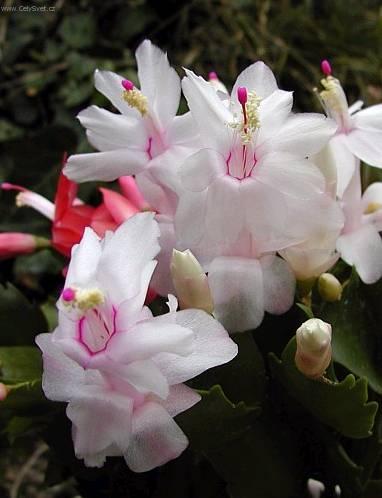 Fotky: V�no�n� kaktus (foto, obrazky)