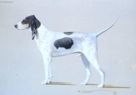 Foto: Velk� gasko�sko-saintgeoisk� honi�-Obr�zek dle standardu FCI