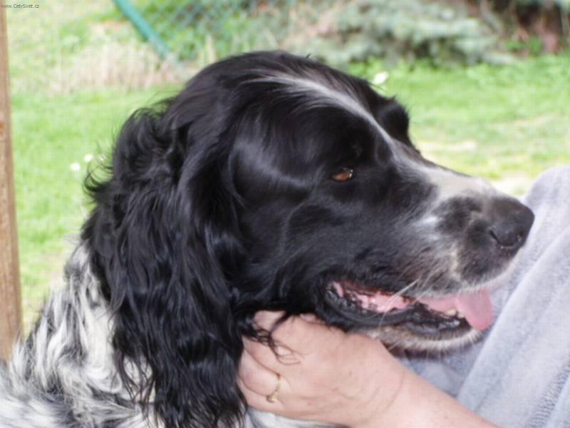 Fotky: Velk� m�nsterlandsk� oha� (foto, obrazky)