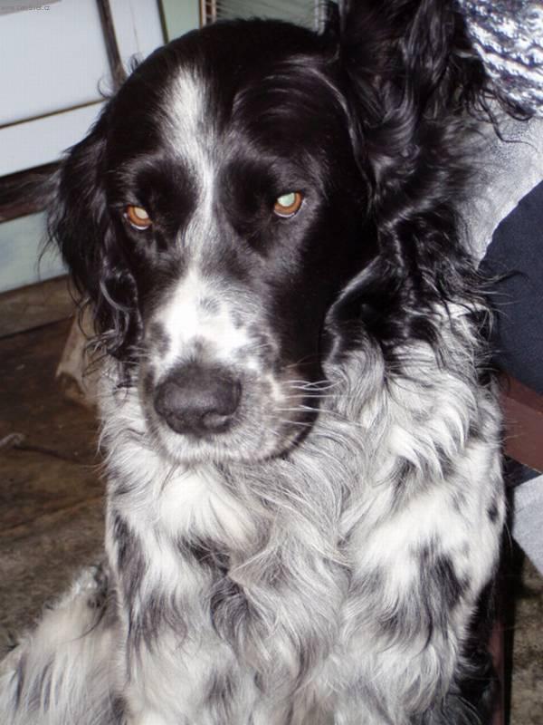 Foto: Velk� m�nsterlandsk� oha�-Nero. Chovatelka: Lenka Pituchov�