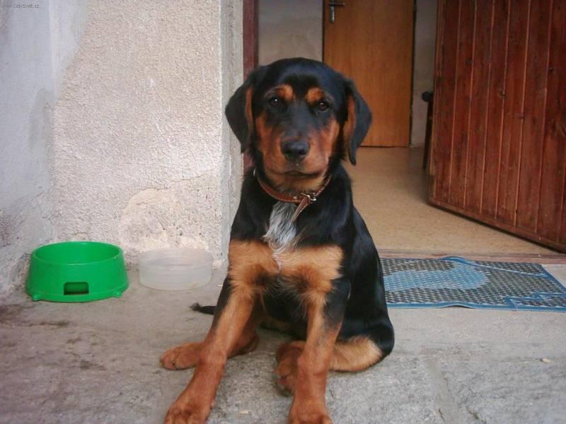 Foto: Ven�en� psa-Jessi. Majitelka: Lucie