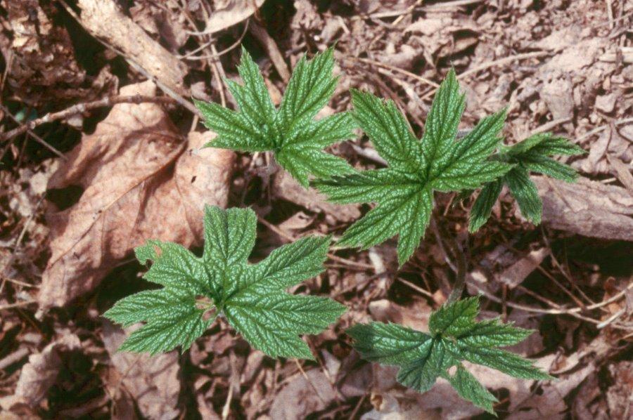 Foto: Vodilka Kanadsk�