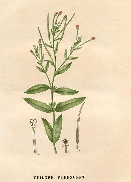 Foto: Vrbovka malokv�t�