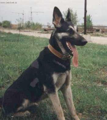 Foto: V�chodoevropsk� ov��k-Del-La-Essi-Kys. Majitelka: Natalia Ozerova