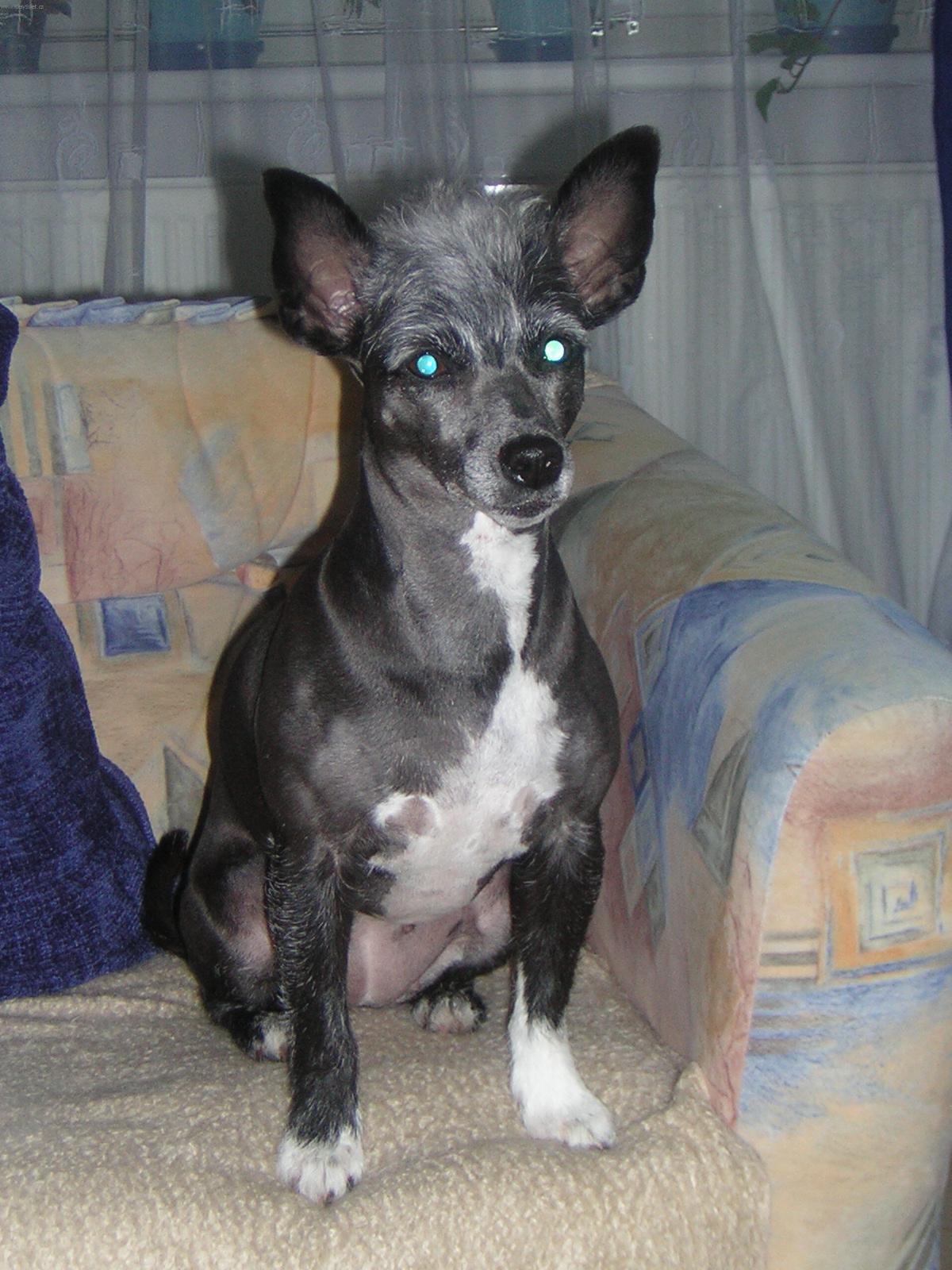 Foto: V�chova psa-Ag�tka. Majitelka: Lenka