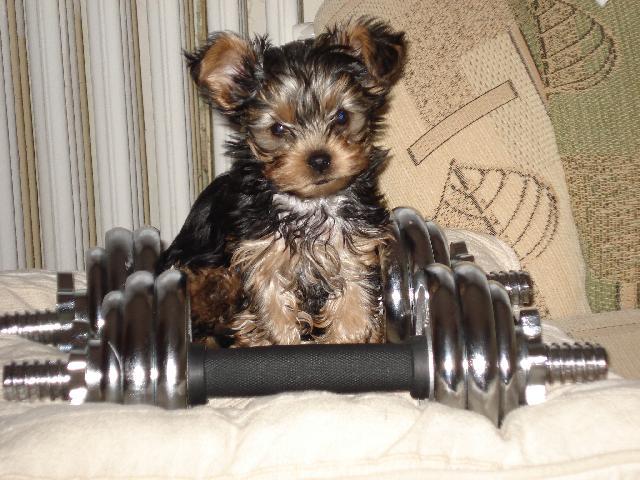 Fotky: York��rsk� terier (foto, obrazky)