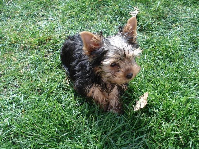 Fotky: York��rsk� terier (foto, obrazky)