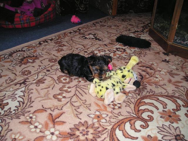 Fotky: York��rsk� terier (foto, obrazky)