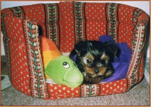 Fotky: York��rsk� terier (foto, obrazky)