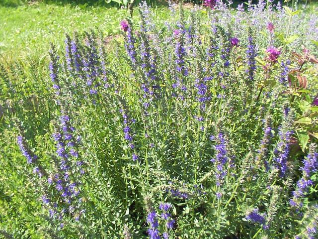 Foto: Yzop L�ka�sk�