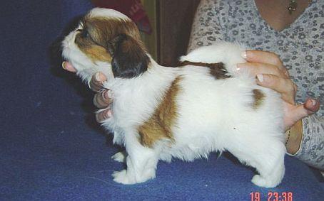 Fotky: Z�klady p��e o �t���tko (foto, obrazky)