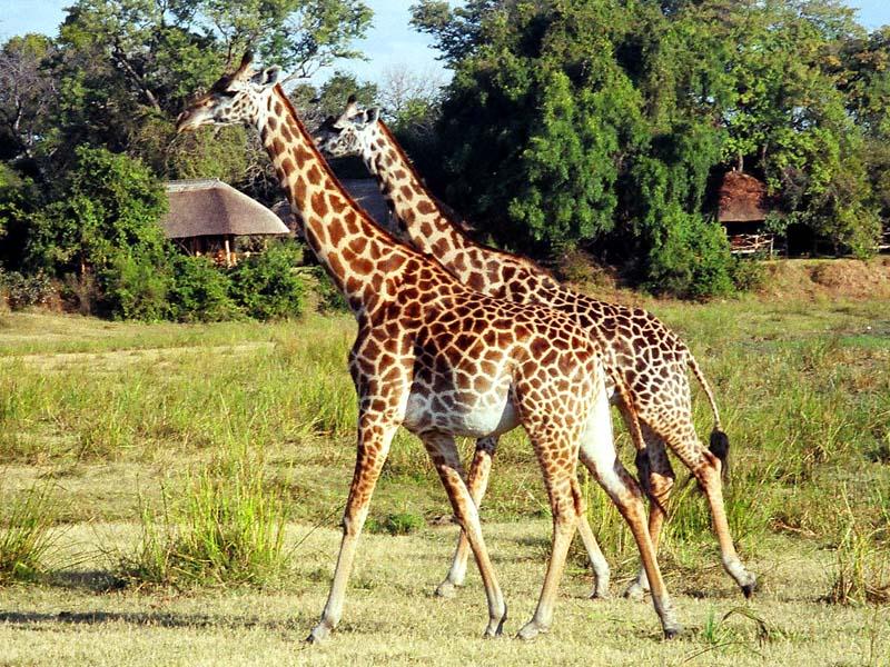 Foto: Zambie-South Luangwa