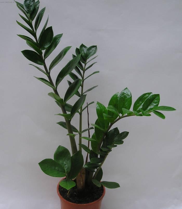 Foto: Zamiokulkas-Z vlastn� sb�rky