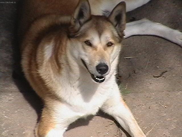 Fotky: Z�padosibi�sk� lajka (foto, obrazky)