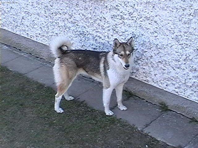 Fotky: Z�padosibi�sk� lajka (foto, obrazky)