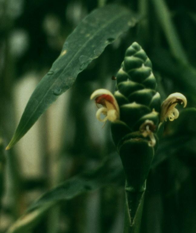 Foto: Z�zvor L�ka�sk�