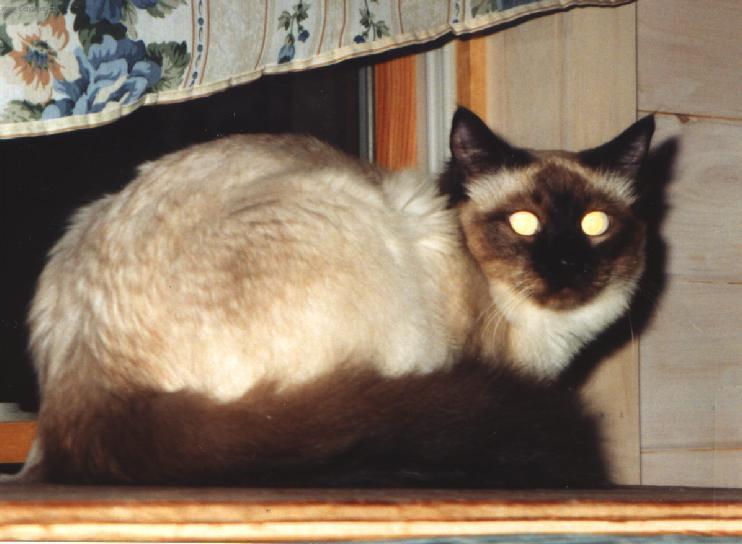 Foto: Zbarven� Color-point