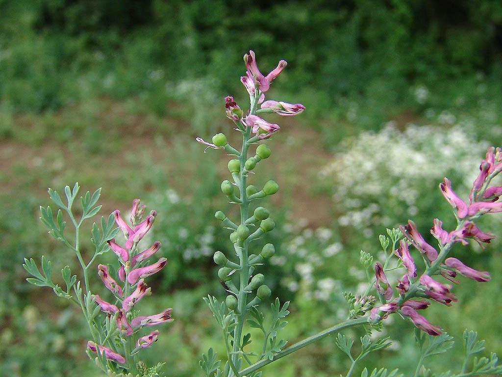 Fotky: Zem�d�n L�ka�sk� (foto, obrazky)