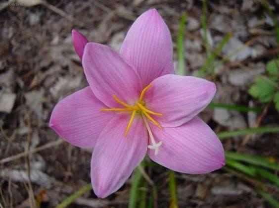 Foto: Zephyranthes