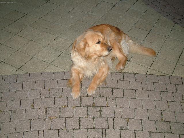 Fotky: Zlat� retr�vr (foto, obrazky)