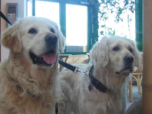 Fotky: Zlat� retr�vr (foto, obrazky)