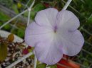 :  > Achimenes, Honzk, Kivtka (Achimenes)