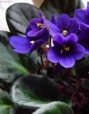 Fotky: Africk� fialka (foto, obrazky)