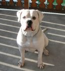 Fotky: Americk� bulldog (foto, obrazky)