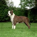 Americk� staford��rsk� teri�r