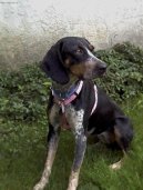 Anglick� m�val� loveck� pes