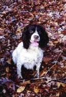 Angli�t� cvi�en� love�t� psi