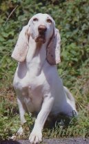 Anglo-francouzsk� honi� de Petite