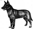 Australsk� kelpie