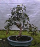 Australsk� t�e�e�