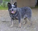 Ps plemena: Ovci a hont psi > Australsk honck pes (Australian Cattledog)