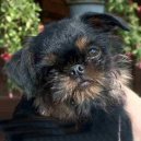 Fotky: Belgick� grifonek (foto, obrazky)