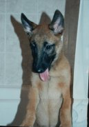 Belgick� ov��k - Malinois