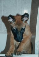 Belgick� ov��k - Malinois