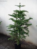 Blaho�et ztepil�, Arauk�rie