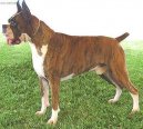 Fotky: N�meck� boxer (foto, obrazky)