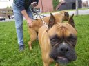 Fotky: N�meck� boxer (foto, obrazky)