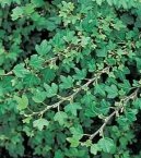 B�e�an pop�nav�