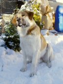 �esk� horsk� pes