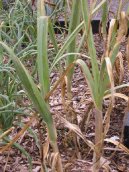 �esnek kuchy�sk�