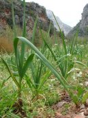 �esnek kuchy�sk�