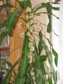 Dra�inec, drac�na